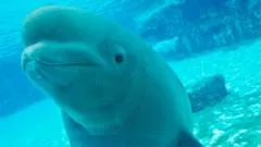 The Tragic Toll of the Marineland Beluga Relocation Effort