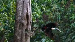 Amazon deforestation hits record low ahead of Brazil vote